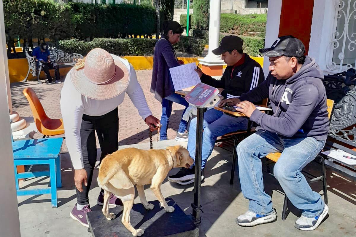 Logran gobierno de Huamantla y SESA esterilizar a 450 perros y gatos en campaña gratuita